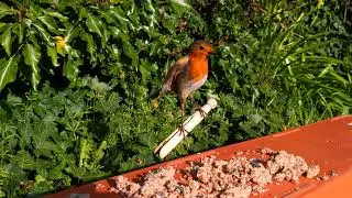 Amazing Birdwatching in the Garden | Mindfulness
