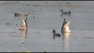 Migratory birds fantastic feeding on Deepor Beel Assam
