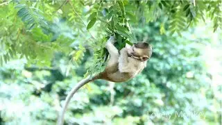Lose 0ne Hand Is Nothing Care For Baby Lola | Baby Monkey Lola Expert Cling 0n the Small Branch.