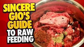 Champ Gio | DOG EATS RAW DUCK HEAD!! | Prey Model Raw Diet | ASMR Dog Eating Raw Meat