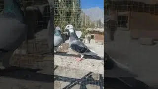 @pigeonsmela @pigeonsworldstatus4413  @Punjabi880-l #pigeon #kabootar #kabootarbazi #pet