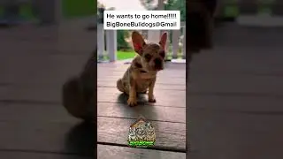 Rare Exotic Merle Frenchie puppy available for a great deal! #shortspets #puppy