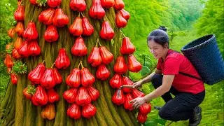 Harvest A Lot Of Bell Fruit Climb Tall Tree on Rainy Day Goes to Market Sell | Susan Daily Life