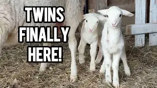 Newborn Lambs Are Finally Here! TWINS! 🐑 Baby Farm Animals