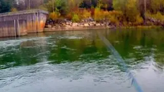 Fly fishing and Danube Salmon - Huchen!