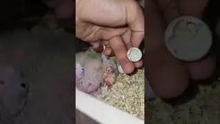 A throwback to an Old Video of my Cocktail Breeder #iabpets #hatchlings #hatching #cocktail