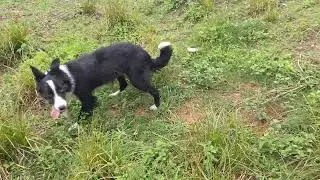 Reto&ccedil;o 1.2 anos pegando velocidade com as ovelhas #bordercollie #campo #pastoreio 