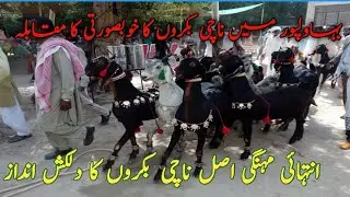 Nachi Goats farming||Nachi Goats Show||Nachi Goats| Nachi Goats Dance & Beauty show||
