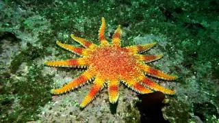 Under Water video from Egersund . Norway 2009 og 2010.wmv