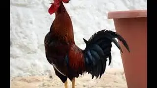 BETO DOUGLAS  lambada do galo gago
