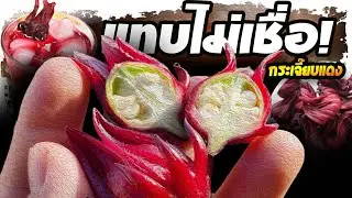 หามากินทันที..!! กระเจี๊ยบแดง ใครมีอาการแบบนี้ รีบบอกต่อ | Nava DIY