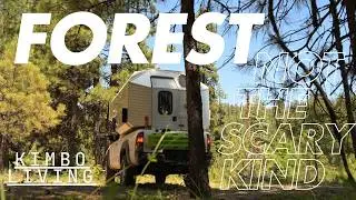 Forest - Not the Scary Kind