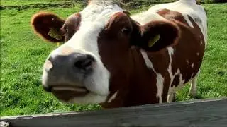 Ganado Lechero de Raza Holstein o Frisona