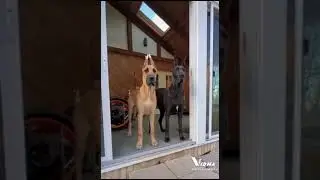 Great Dane largest dog and dangerous dog
