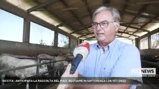 SICCITA': ANTICIPATA LA RACCOLTA DEL MAIS, BESTIAME IN SOFFERENZA | 28/07/2022
