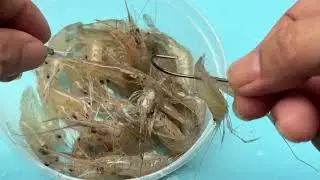 Some ways to hook dead shrimp bait