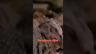 Gaboon Viper's Deadly Bite: A Bird's Last Flight