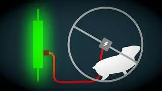 Basics of the Stock Market