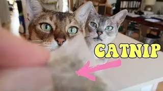 WHY DO CATS LIKE CATNIP? | Cleo the Abyssinian