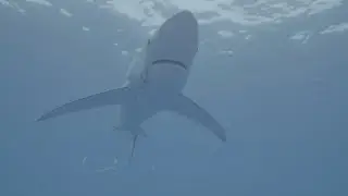 Shark Struggles After Being Impaled By Hook
