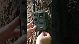 Campark TC35, watch wildlife anytime, anywhere🦌#Campark #trailcamera #deer #wildlife #nature #animal