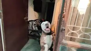 Aggresive one eye blue pitbull guard territory