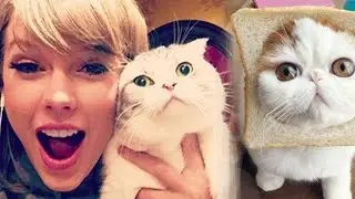 Top 5 Most Famous Cats on the Internet