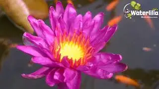 Nymphaea Purple Fantasy Кувшинка Пурпл Фэнтази