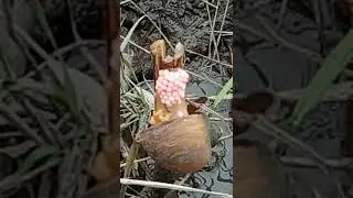 liat keong bertelur di sawah pas istirahat
