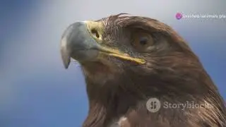 Eagle Hunting Tactics! #eagles #documentary