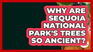 Why Are Sequoia National Park's Trees So Ancient? - Learn About California