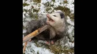 Opossum playing dead - up close 😯💜 #opossum #wildlife #unique