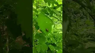 Arianta 🐌 arbustorum, sometimes known as the&nbsp;copse #snail on green #leaf - flora & #fauna 4k shorts