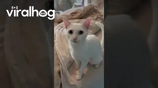 Cat Says 'Mama' on Command || ViralHog