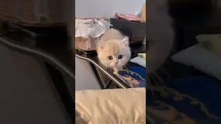 compilation of cats being cats🐈