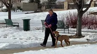 Case Loose Leash Walking Training on Field Trip Day