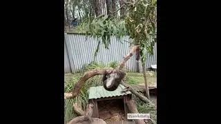 Cute stunts by koala 😂