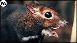 Animals That Returned From Being Extinct