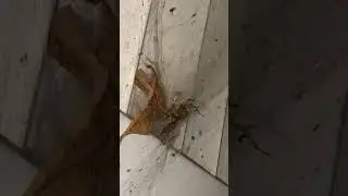 Spider vs Stink bug