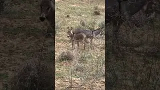 Donkey Trending in the Desert Move 🌵 | Amazing Village Life