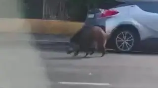 Parioli, cinghiale invade le strade del quartiere