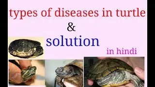 Types of diseases in turtle with solution..in hindi