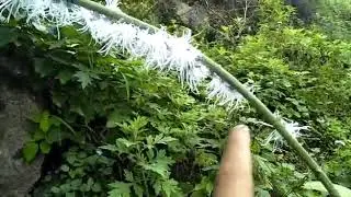 Flatida coccinea. White flower bug found in Arunachal Pradesh, India