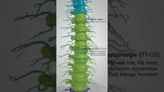 spinal nerves and their functions #spinalhealth #health #aivideo