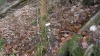 Geocaching - Micro-Cache im Wald