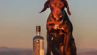 A Blether with Little Brown Dog