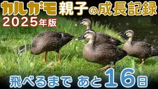 カルガモ親子の成長記録2025年版（第13回） 生後47日目 たっぷり見たいマニアのためのゆったり編集 2025年6月25日 飛べるまであと16日