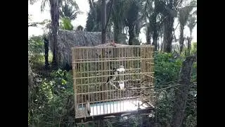 Bigodinho Tiro Seco proprietário Dielington Kabulozo
