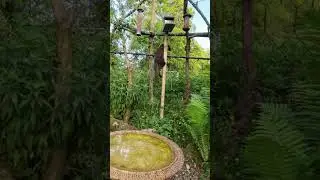 Pine marten having a look. #irishwildlife #nature #wildlife #pinemarten #shortswithcamilla