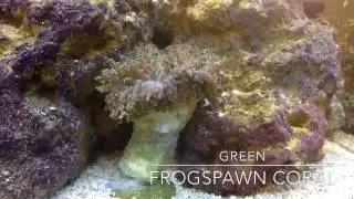 Our New Frogspawn Coral